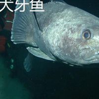 银鳕鱼是鳕鱼吗？从进口数据看高端海鲜溢价逻辑