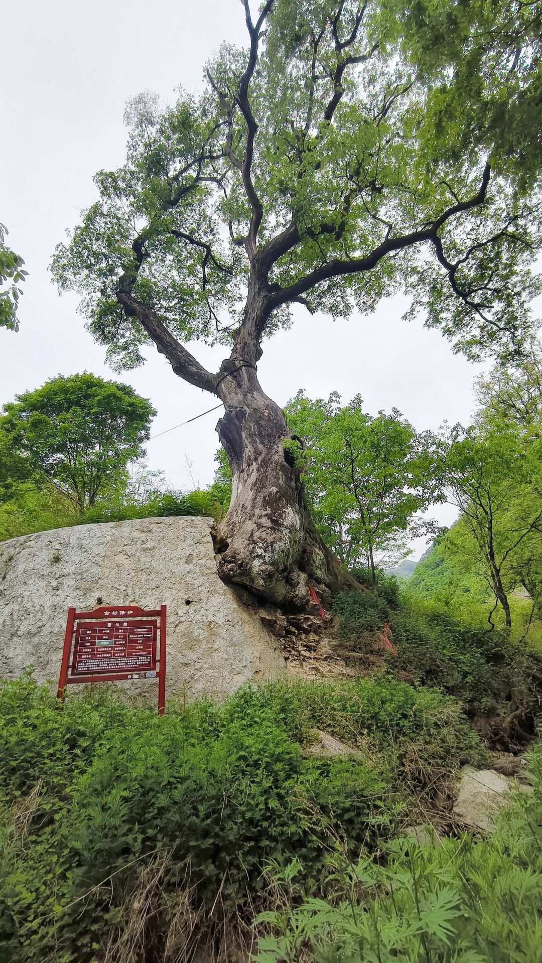 烤肠摊被写进官方名录!秦岭首批开放徒步线来了,但鳌太还是没进