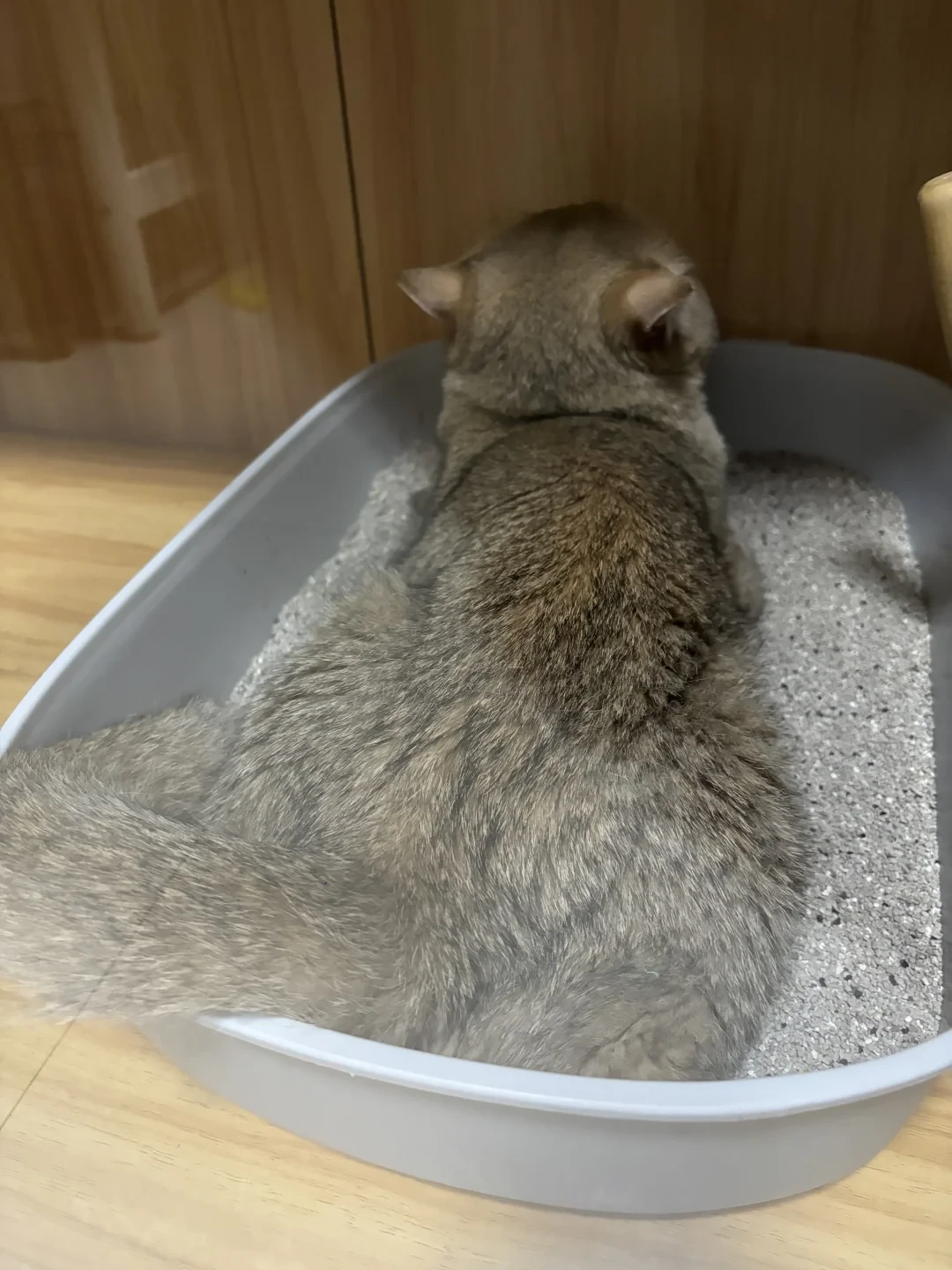 猫蹲在砂盆里使劲,不一定是便秘:尿闭的急诊信号,先看尿团