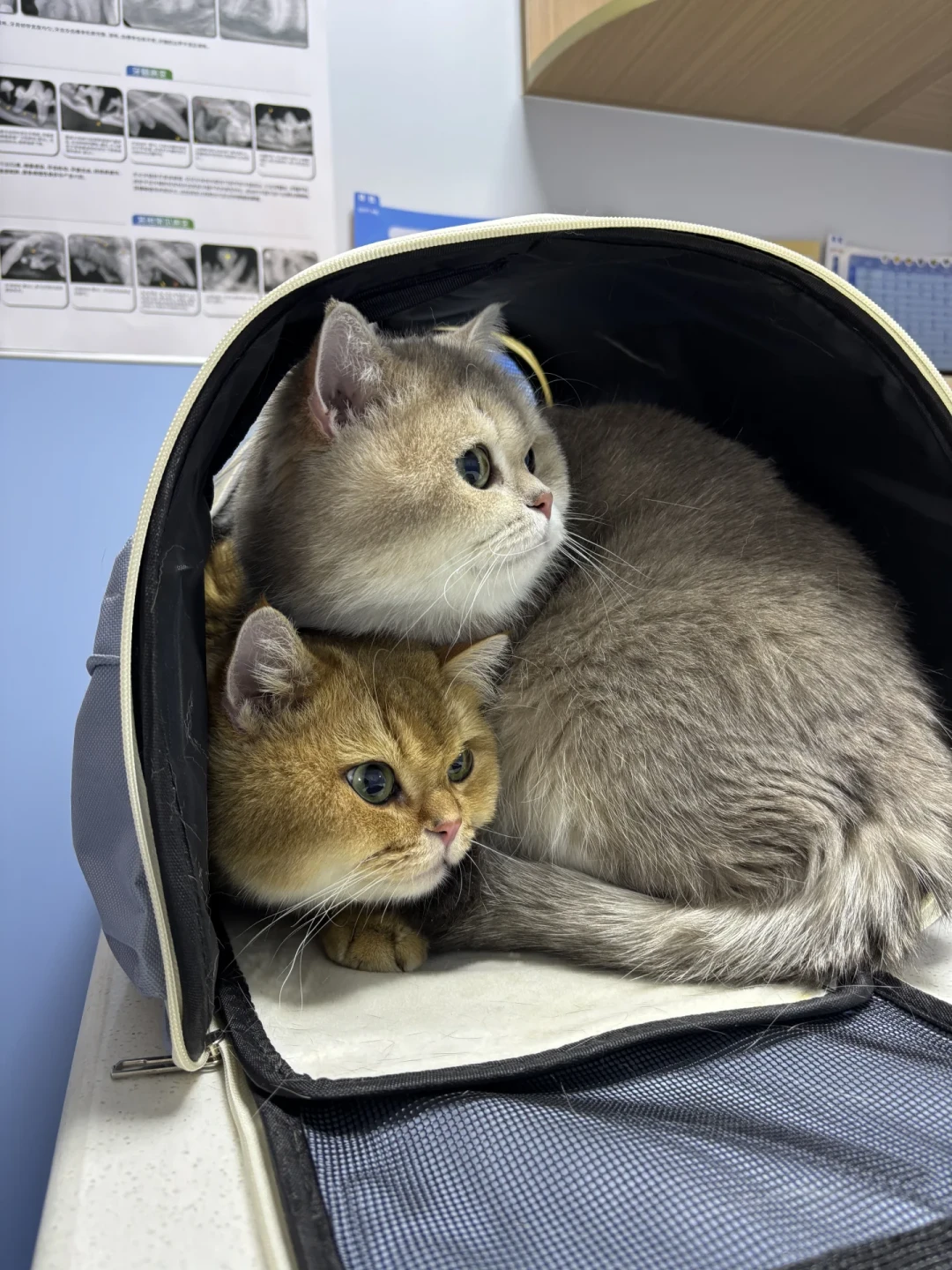 猫蹲在砂盆里使劲,不一定是便秘:尿闭的急诊信号,先看尿团