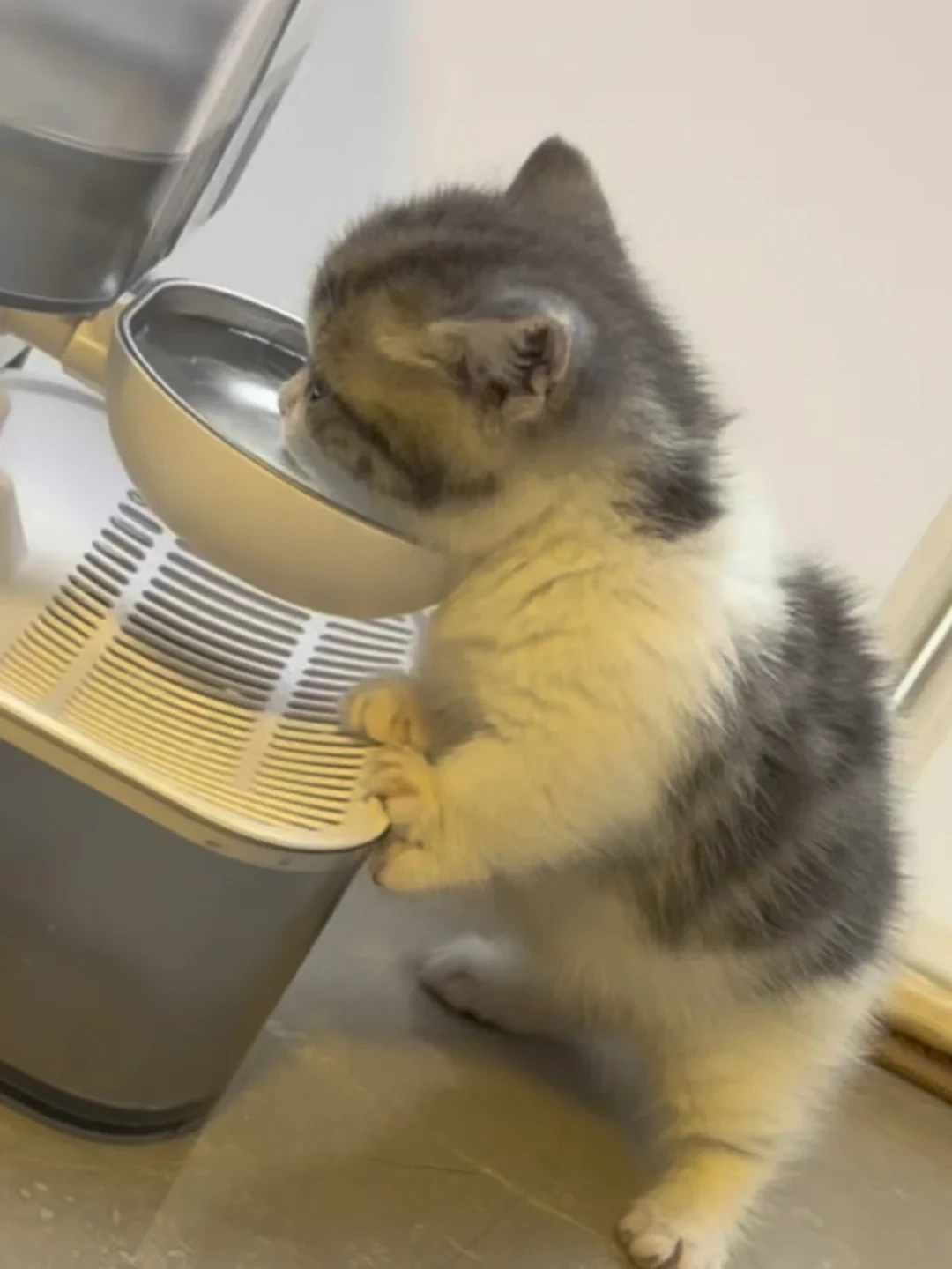 猫蹲在砂盆里使劲,不一定是便秘:尿闭的急诊信号,先看尿团