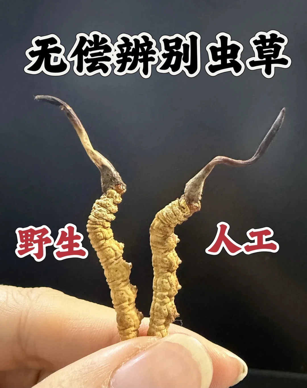 40块一根:双11给爸妈加购雷允上虫草礼盒前,先核完这三个数