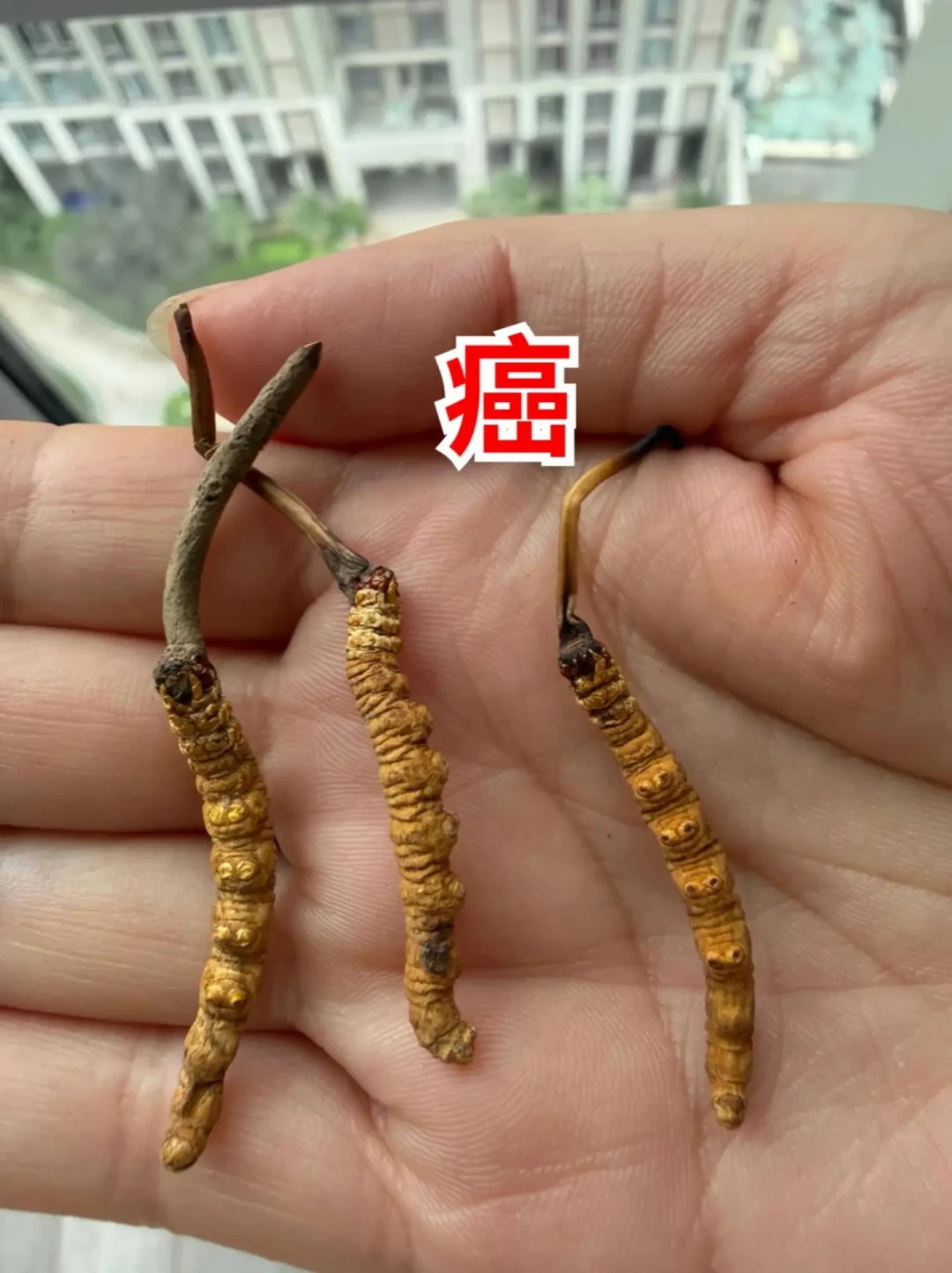 40块一根:双11给爸妈加购雷允上虫草礼盒前,先核完这三个数