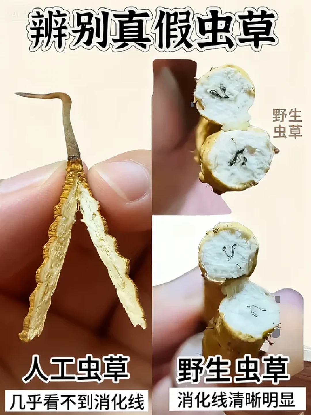 40块一根:双11给爸妈加购雷允上虫草礼盒前,先核完这三个数
