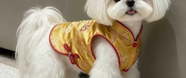 汉服款猫咪也能穿，领口袖口不卡脖子