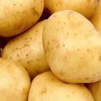 土豆外婆菜园里的朴实温情