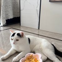 自制猫饭视频越治愈，这条追问越多：光吃肉，猫到底缺啥？