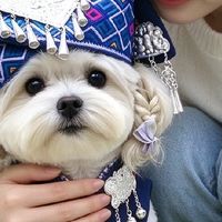 瑶族服饰给比熊泰迪穿，刺绣纹样和版型都得看