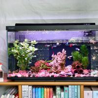 这个国庆，黑客把全国鱼缸停了电：智能水族设备的三句忠告