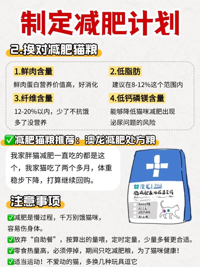 澳龙猫咪