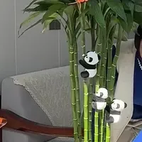 水培富贵竹笔直不倒的小秘诀：不是营养液，不是铁钉，而是这一步