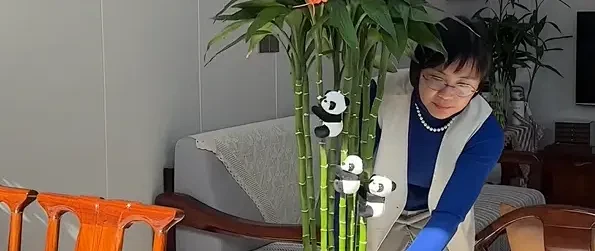 水培富贵竹笔直不倒的小秘诀：不是营养液，不是铁钉，而是这一步