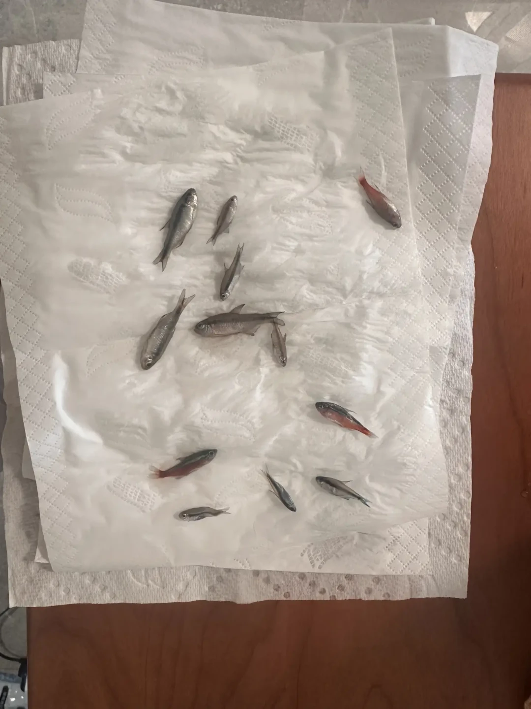 双11想把杀菌灯放进购物车的,先看完那条65万播放“鱼被电死”的翻车帖:我把三平台15篇杀菌灯专帖和440多条实名评论对着翻完——杀鱼的多数不是灯照得太狠,是你把它扔进了主缸