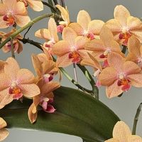 养蝴蝶兰手别欠！10月逼出多根花箭，就靠这4个“偷懒法”