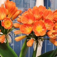 养了5年才懂，秋天君子兰浇水要反着来，否则春节没花看