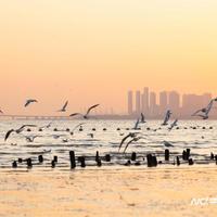 深圳湾的海鸥真还没到：你刷到的“鸥来了”多是回锅图，看完到达表和潮汐窗口再决定哪天出发