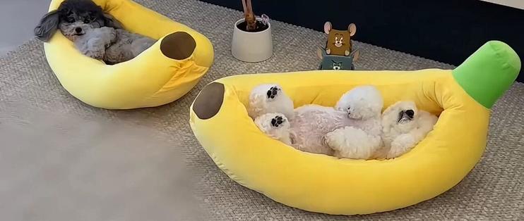 降温想给狗换窝？先分清4种窝各怎么洗