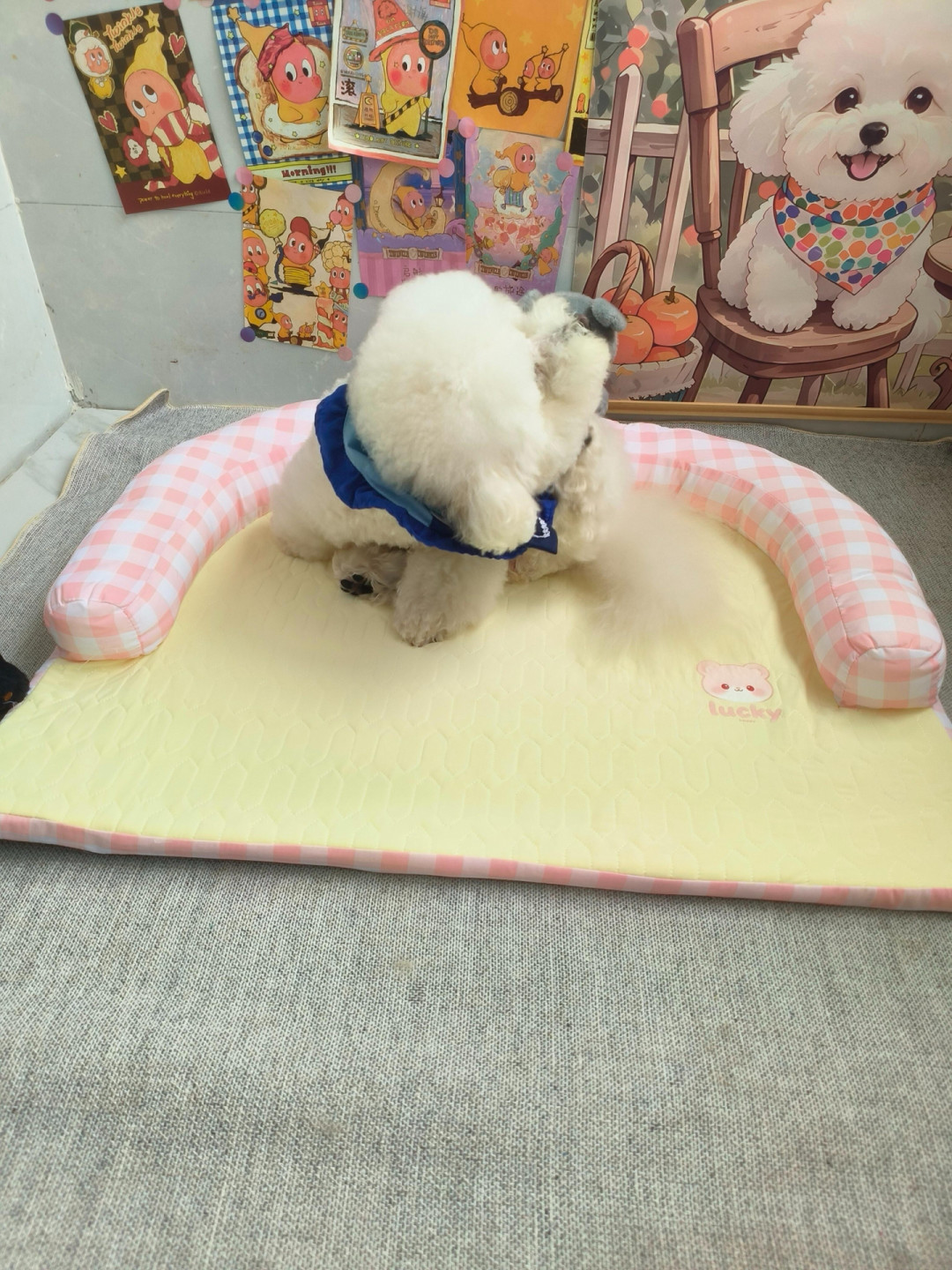 降温想给狗换窝?先分清4种窝各怎么洗