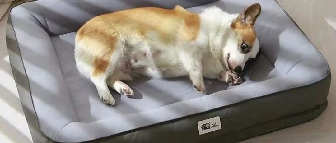降温想给狗换窝?先分清4种窝各怎么洗