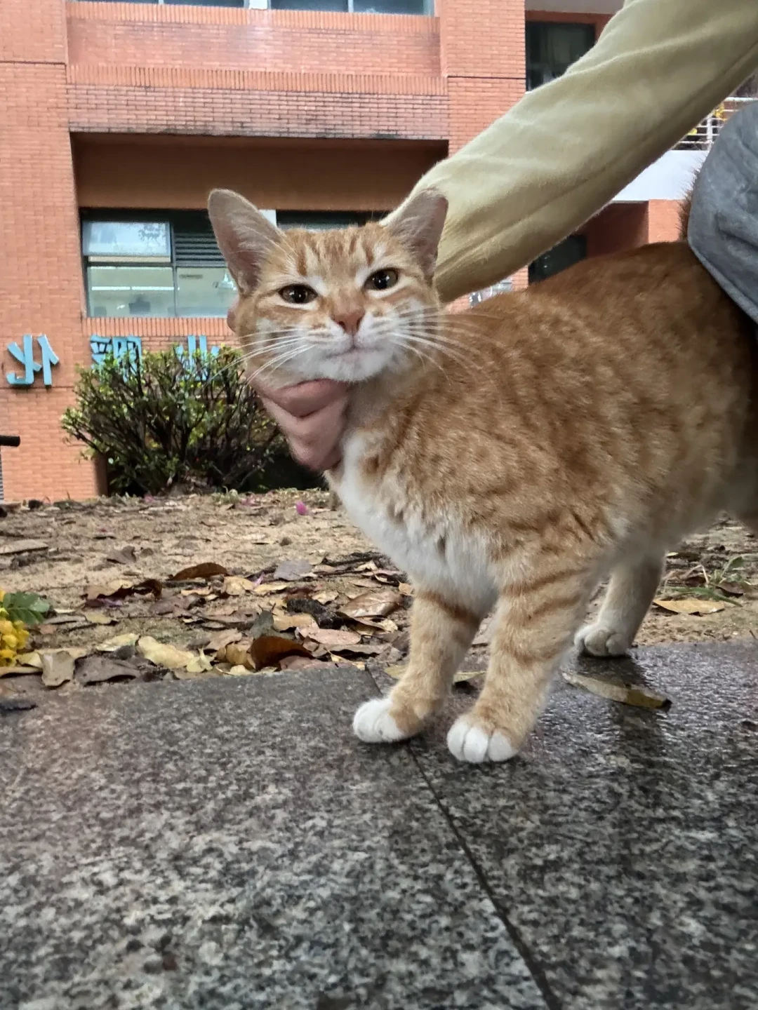 被猫