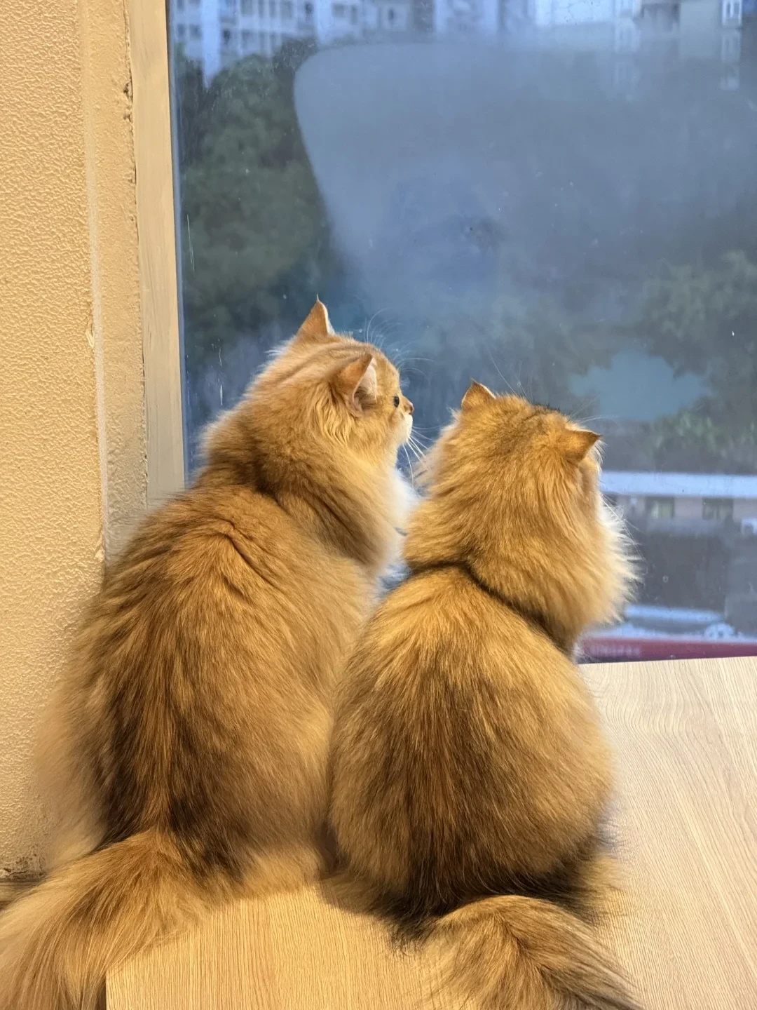 被猫