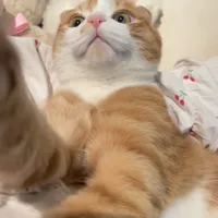 被猫"治愈"不是错觉，但这三个条件不满足，越撸越累
