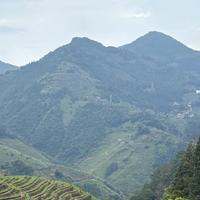 铁观音一年里最香的窗口正在打开：正秋新茶撞上双11，先尝鲜还是先囤货？