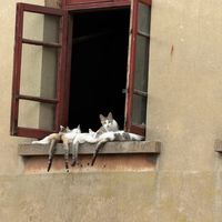 猫把屁股怼你脸上？是打招呼！先分清4种翘屁股，1种要挂号