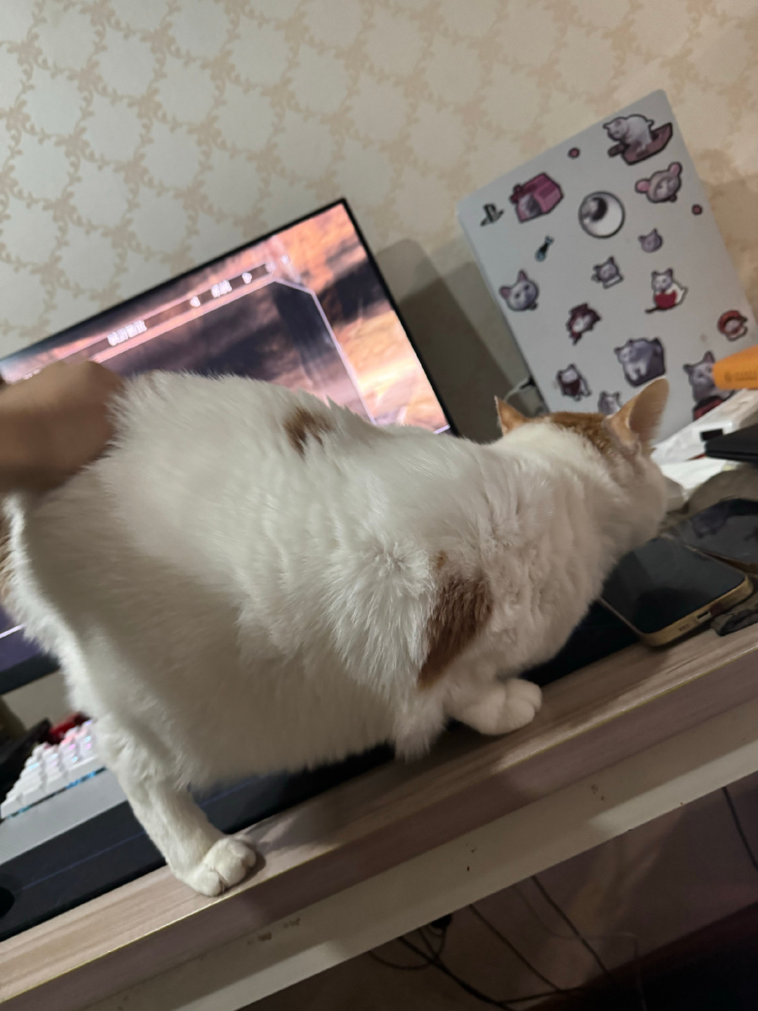猫把屁股怼你脸上?是打招呼!先分清4种翘屁股,1种要挂号