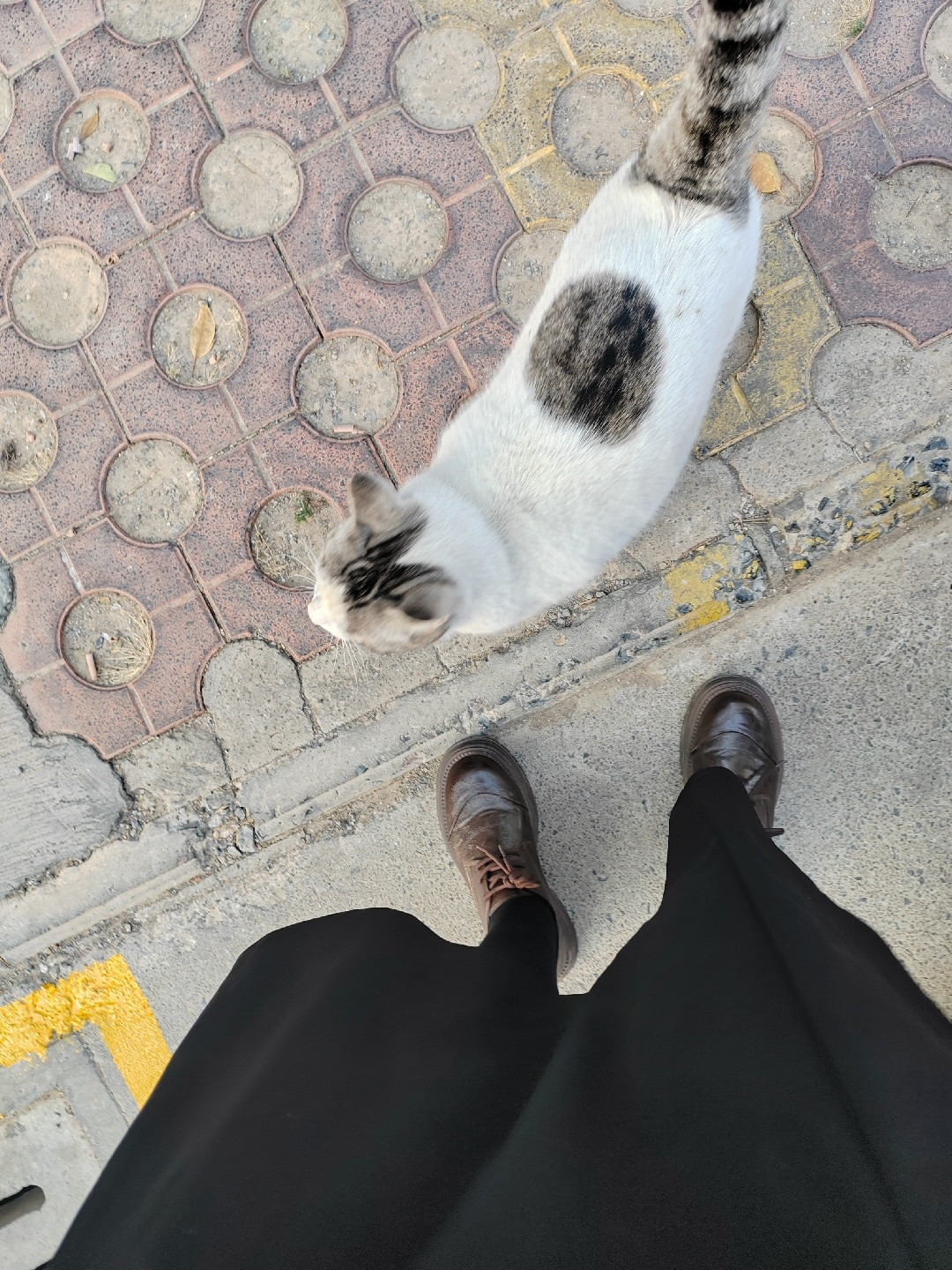 猫把屁股怼你脸上?是打招呼!先分清4种翘屁股,1种要挂号