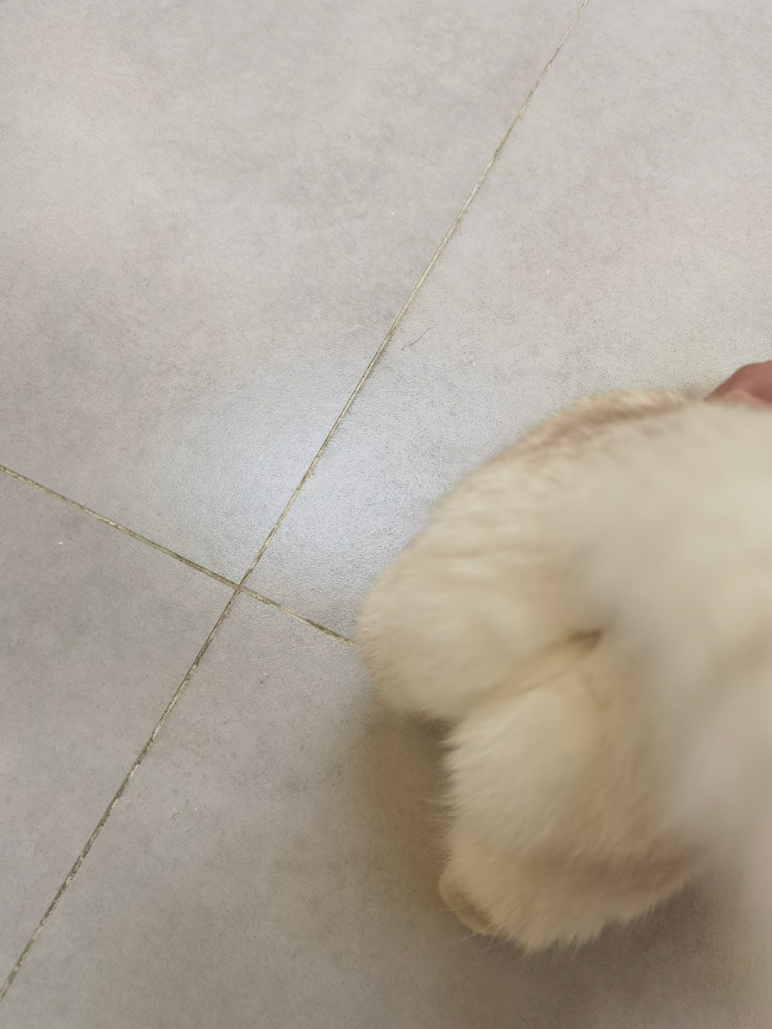 猫把屁股怼你脸上?是打招呼!先分清4种翘屁股,1种要挂号
