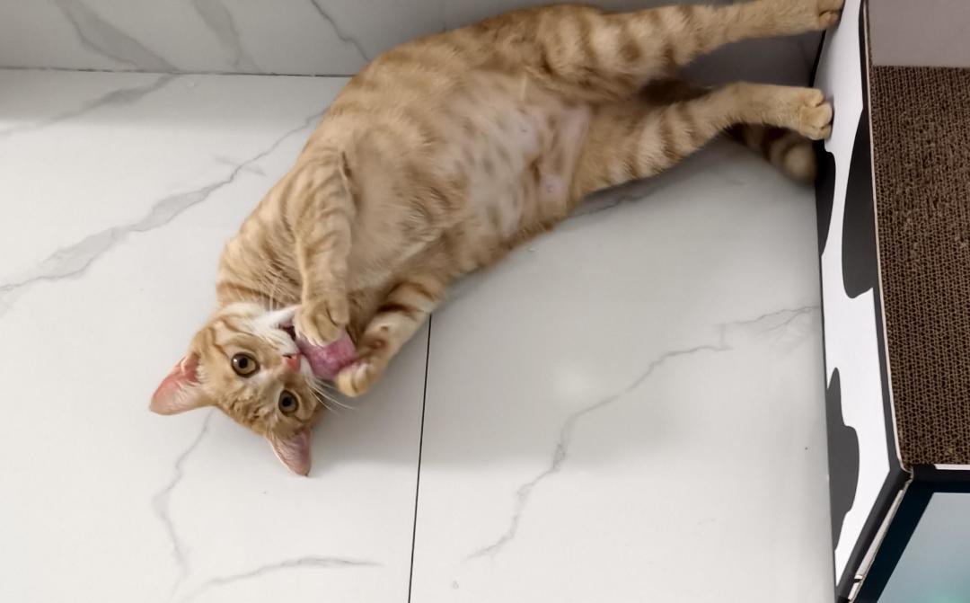 猫凌晨3点跑酷真不只是撒欢:10月知乎新题吵出