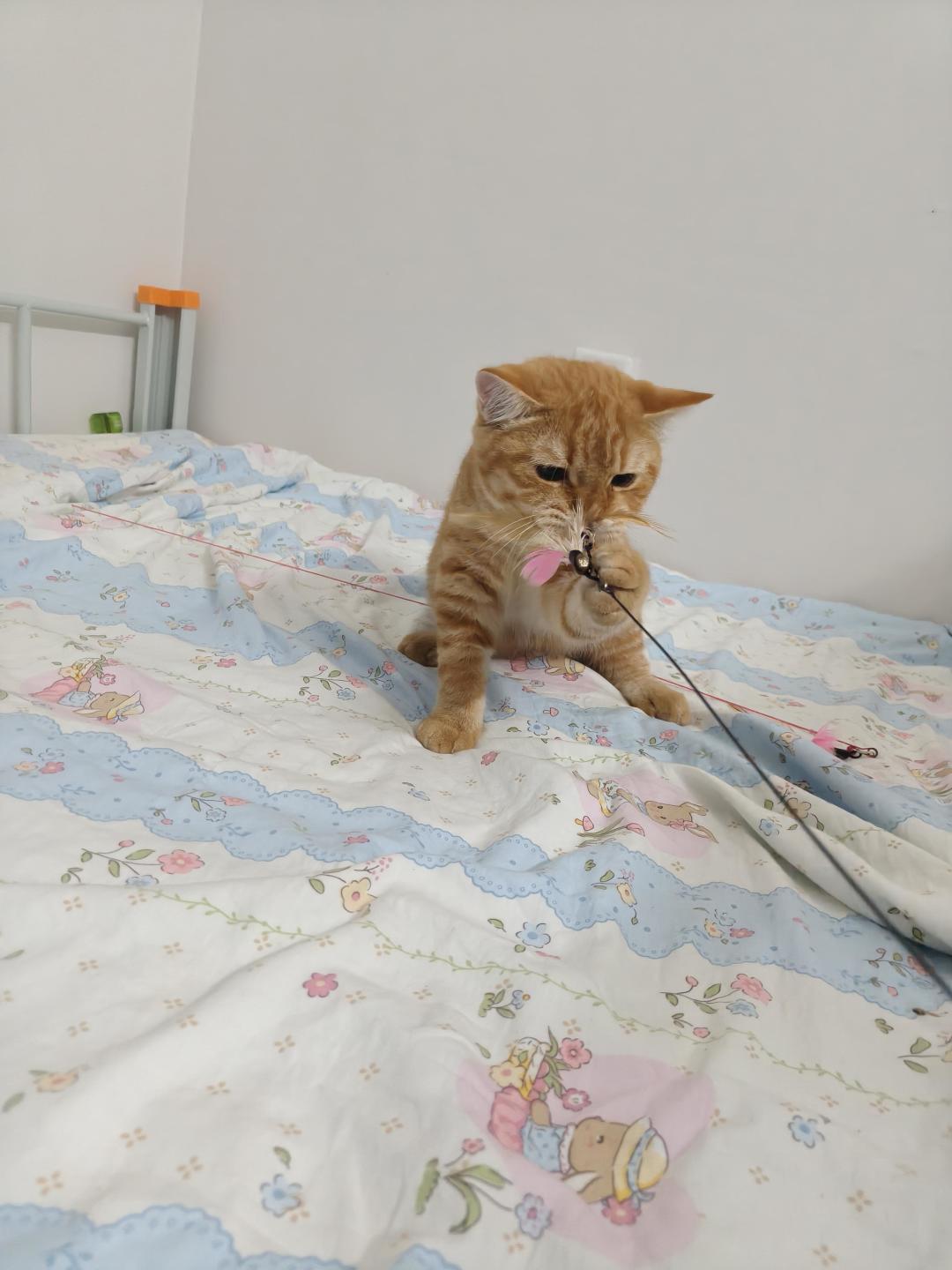 猫凌晨3点跑酷真不只是撒欢:10月知乎新题吵出