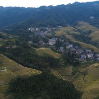 龙脊进入收割倒计时:11月1日三寨开镰,今年金黄只剩两个周末,先分清颜色阶段、交通账和天气死线再进山