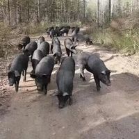罚8万的“炭粉黑猪”：黑猪溢价是真的，你的眼睛是真分不出来