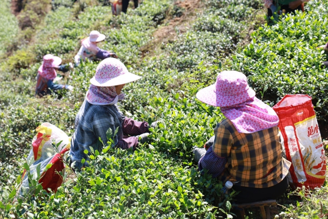 秋茶不是春茶的次等品:这4种值得买,这2种别追