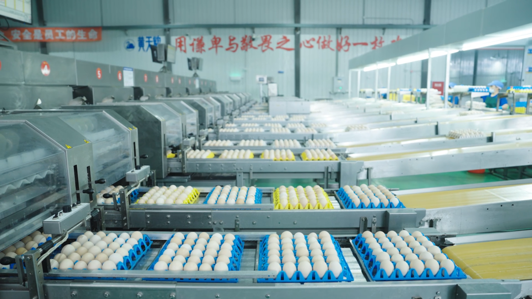 黄天鹅一块四一枚,“鸡蛋界爱马仕”这次值得囤吗