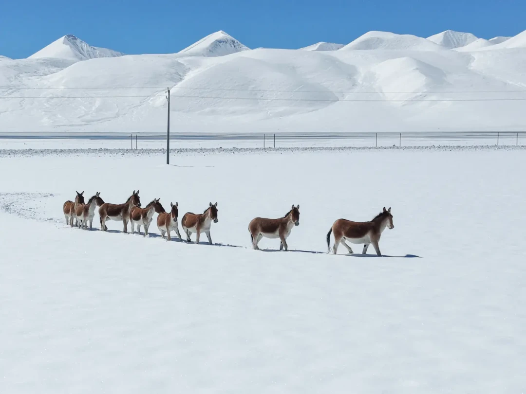 独库封了、雪线压境：十月下旬的西部自驾