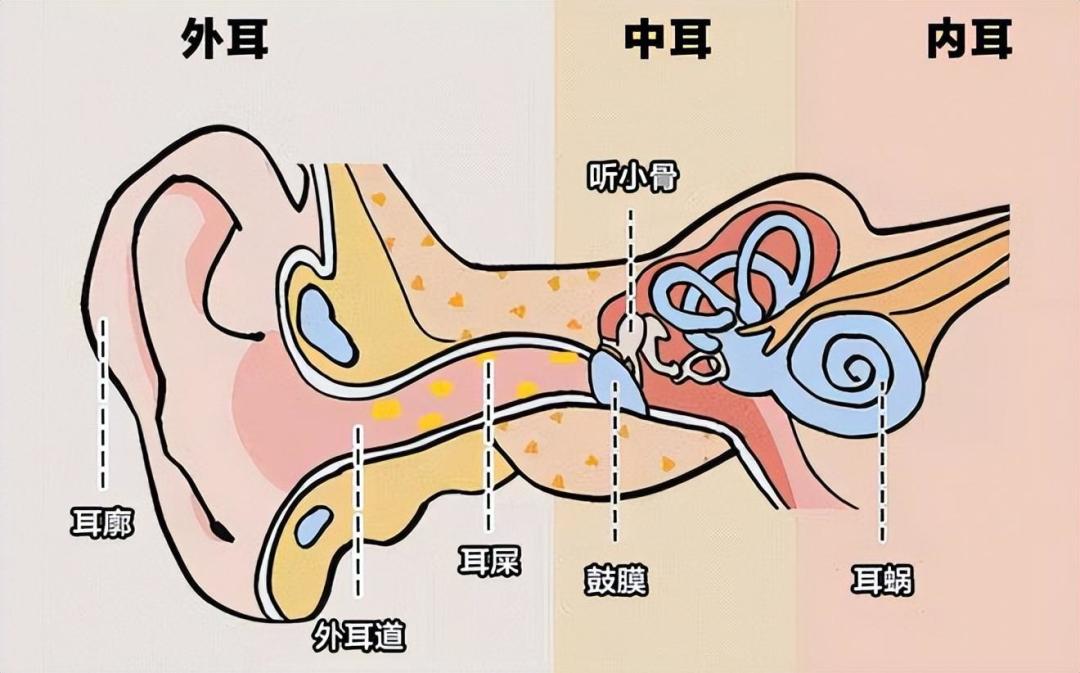 采耳的酥麻是真的,