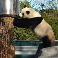 吴奇隆都来了！萌兰搬进大树院子，卡准两个时段才能见到三太子