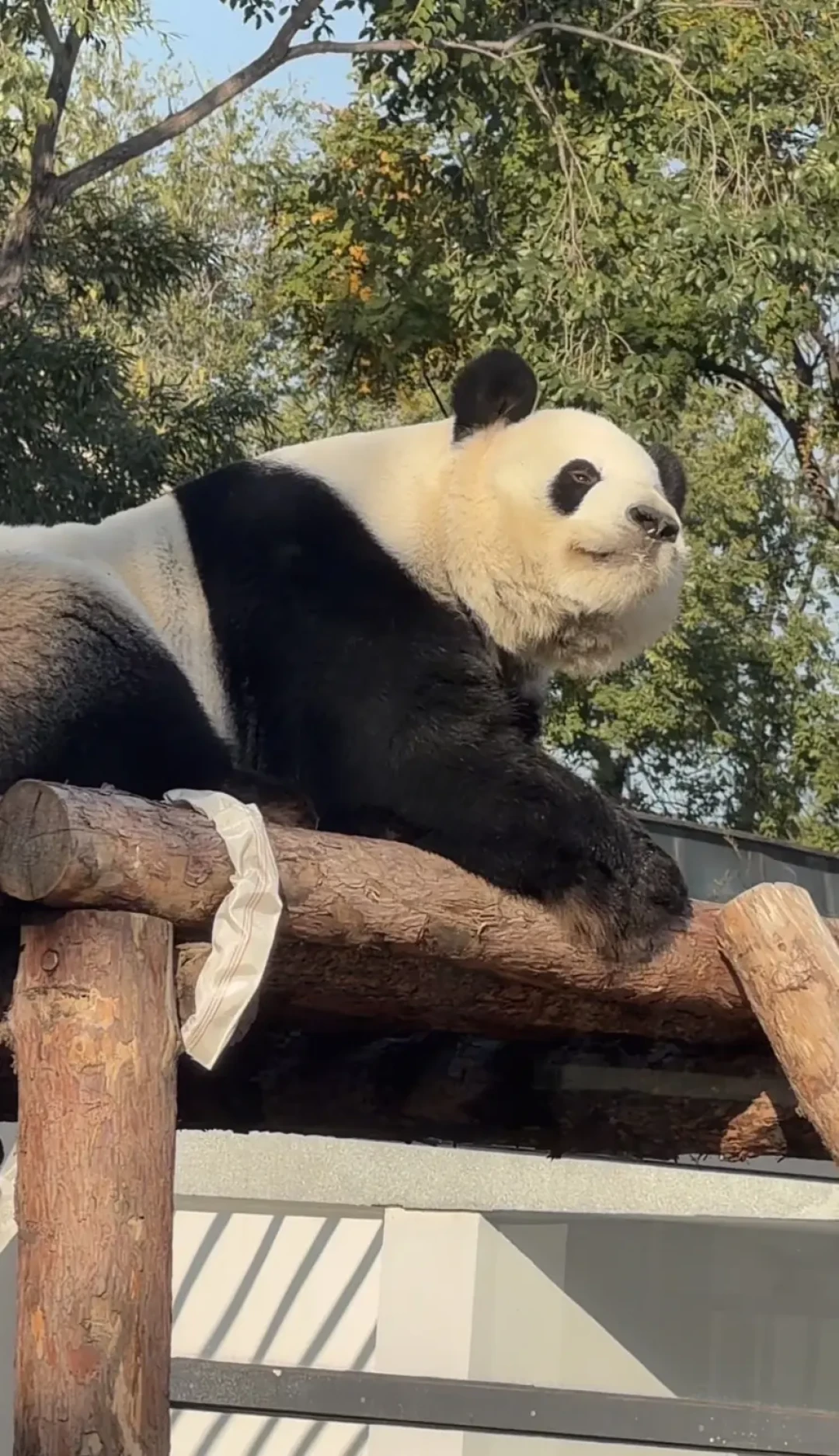吴奇隆都来了!萌兰搬进大树院子,卡准两个时段才能见到三太子