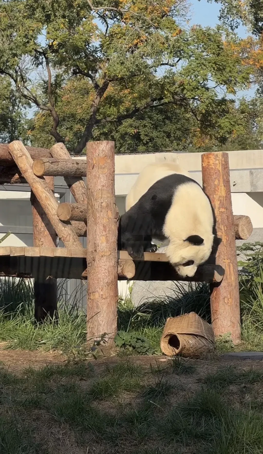吴奇隆都来了!萌兰搬进大树院子,卡准两个时段才能见到三太子