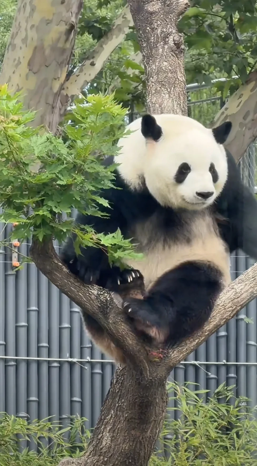 吴奇隆都来了!萌兰搬进大树院子,卡准两个时段才能见到三太子