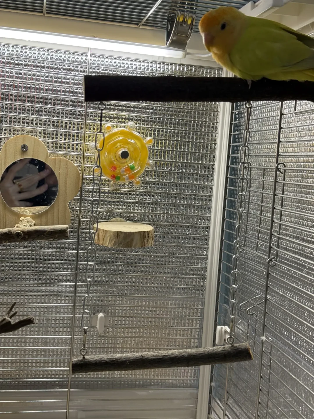 别急着给鸟买保温箱:10℃、40块、留一半,三笔账算清鸟怎么过冬