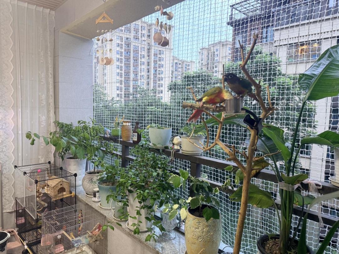 鹦鹉飞出窗？先抬头找：找回黄金48小时，它大概率没飞远