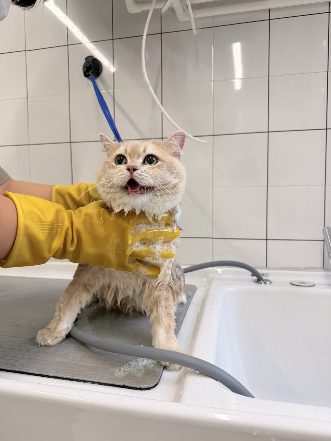 给猫洗澡被咬穿手指:猫真不用洗这么勤