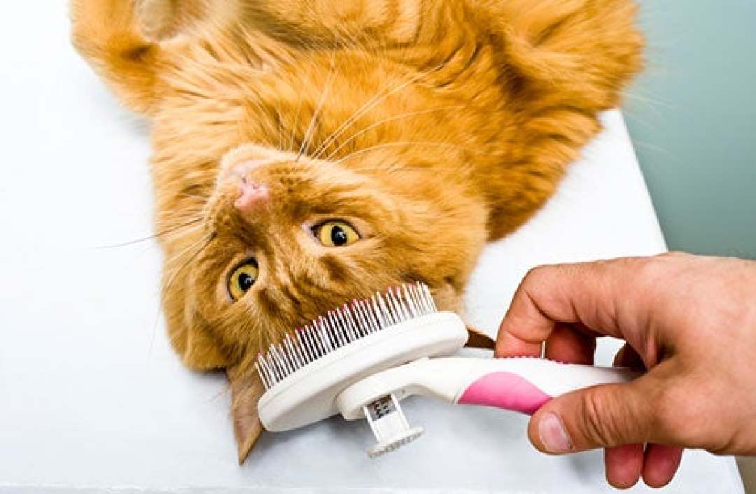 给猫洗澡被咬穿手指:猫真不用洗这么勤