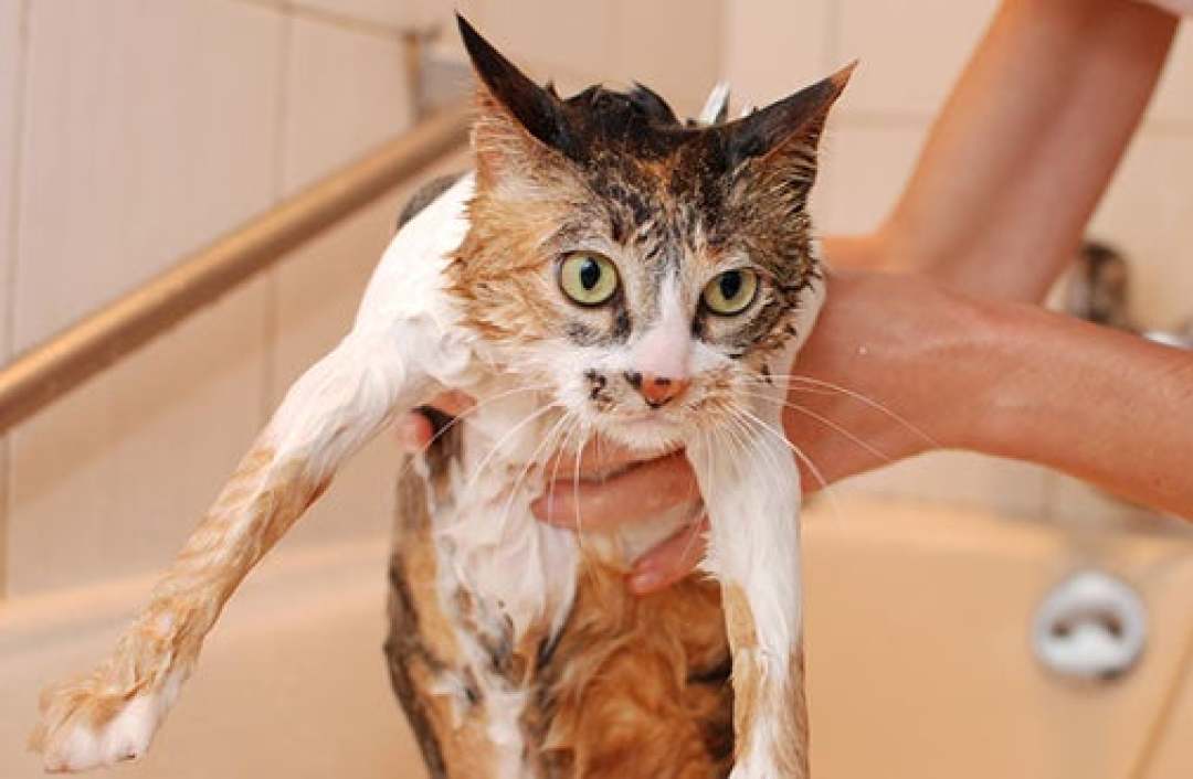 给猫洗澡被咬穿手指:猫真不用洗这么勤