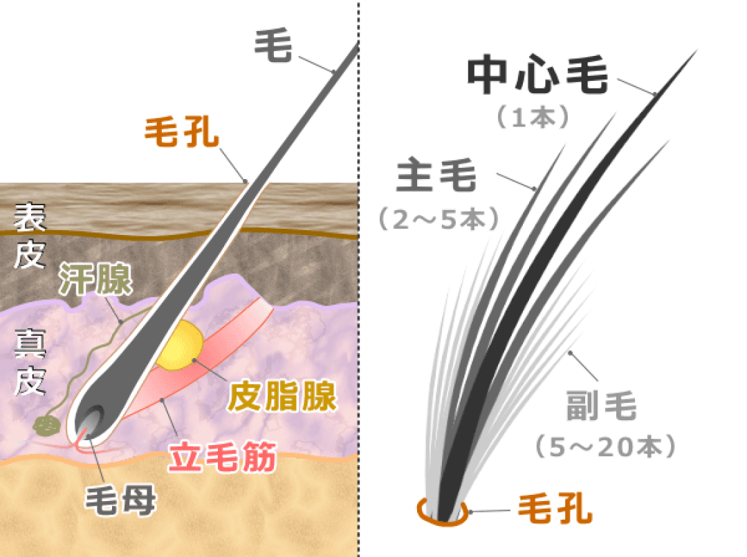 秋天换毛季，2750万根猫毛没法根治，但这3件事真的管用