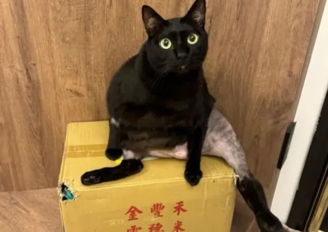 秋天换毛季，2750万根猫毛没法根治，但这3件事真的管用